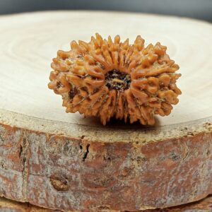 Rudraksha
